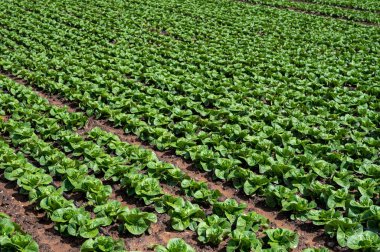 Nisan ayında İspanya 'nın Endülüs şehrinde verimli topraklar ve sıra sıra yetişen yeşil marul salatasıyla tarım arazileri