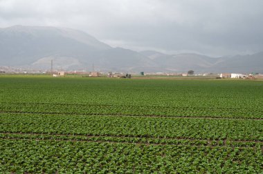 Yeşil salatalı tarlalar. Zafarraya kasabası yakınlarındaki tarım vadisinde panoramik manzara sebze, yeşil marul salatası, lahana, enginar, Endülüs, İspanya