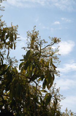 Nisan ayında, Kosta Tropikal, Endülüs, İspanya 'daki fidanlıklarda yemyeşil avokado ağaçlarının mevsimlik çiçekleri