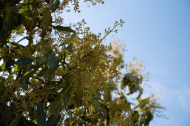 Nisan ayında, Kosta Tropikal, Endülüs, İspanya 'daki fidanlıklarda yemyeşil avokado ağaçlarının mevsimlik çiçekleri
