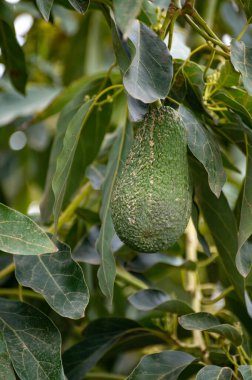 Costa del Sol, Endülüs, İspanya 'daki fidanlıklarda mevsimlik yemyeşil avokado ağaçları hasat ediliyor.