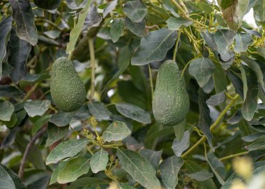Costa del Sol, Endülüs, İspanya 'daki fidanlıklarda mevsimlik yemyeşil avokado ağaçları hasat ediliyor.