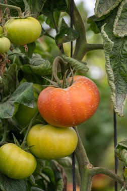 Büyük kırmızı salata domatesli plastik sera sebzeler, Costa del Sol, Endülüs, İspanya 'da çevre dostu tarım