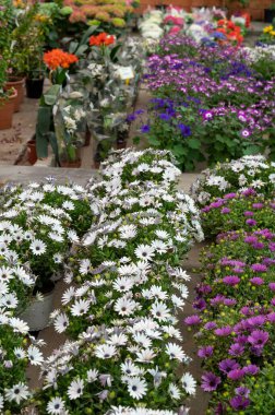 Birçok farklı tropikal ve egzotik bahçe bitkileri ve renkli çiçekler Costa del Sol 'daki İspanyol bahçe dükkanında satılıyor.