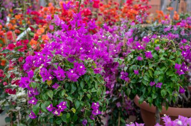 Birçok farklı tropikal ve egzotik bahçe bitkileri ve renkli bougainvillea çiçekleri Costa del Sol 'daki İspanyol bahçe dükkanında satılıyor.