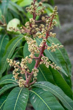 Kosta Tropikal, Endülüs, İspanya 'daki fidanlıklarda mevsimlik yeşermiş mango ağaçları.