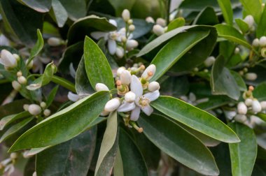 Aromatik beyaz portakal ağacı çiçeklerinin bahar çiçekleri kapanıyor