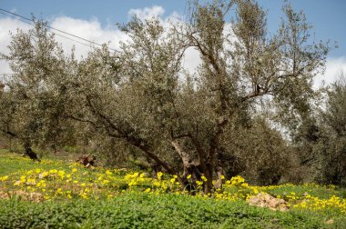 Bahar mevsiminde tepelerde zeytin ağaçları, sarı yabani çiçekler, Endülüs, İspanya