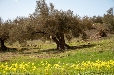Bahar mevsiminde tepelerde zeytin ağaçları, sarı yabani çiçekler, Endülüs, İspanya