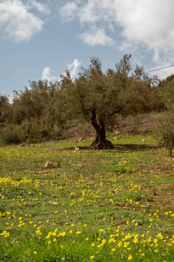 Bahar mevsiminde tepelerde zeytin ağaçları, sarı yabani çiçekler, Endülüs, İspanya