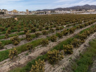 Kosta Tropikal, Endülüs, İspanya 'daki çiftliklerde bulunan yemyeşil avokado ağaçlarının hava manzarası. İspanya 'da avokado meyvelerinin yetiştirilmesi.