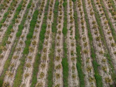 Kosta Tropikal, Endülüs, İspanya 'daki çiftliklerde bulunan yemyeşil avokado ağaçlarının hava manzarası. İspanya 'da avokado meyvelerinin yetiştirilmesi.