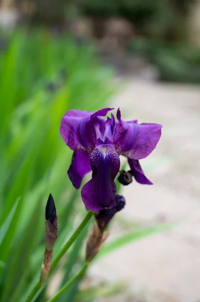Grande Fleur Iris Lilas Violet Fleur Printemps Provence France — Photo
