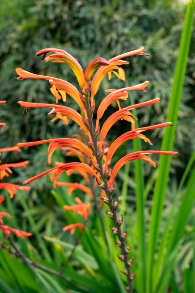 Fiori Arancio Chasmanthe Aethiopica Fiori Tropicali Che Crescono Giardino Botanico — Foto Stock