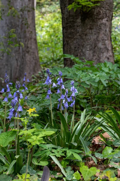 Lente Het Bos Bloesem Van Wilde Bel Paarse Hyacint Bloemen — Stockfoto