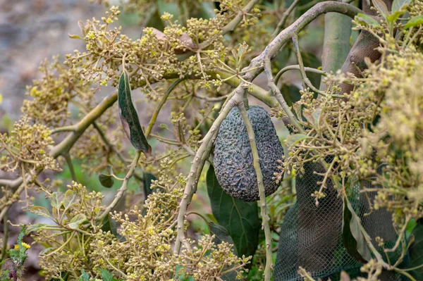 Harvesting Seasonal Blossom Evergreen Avocado Trees Plantations Costa Del Sol — Stock Photo, Image