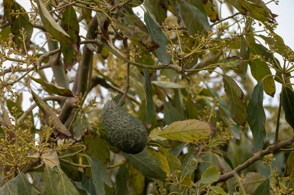 スペインアンダルシア州コスタ ソルのプランテーションで常緑アボカドの木の収穫と季節の花 — ストック写真