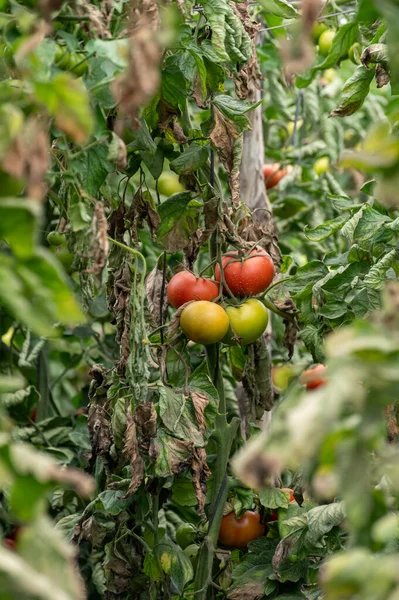 Műanyag Üvegház Ültetvény Nagy Vörös Saláta Paradicsom Zöldségek Környezetbarát Gazdálkodás — Stock Fotó
