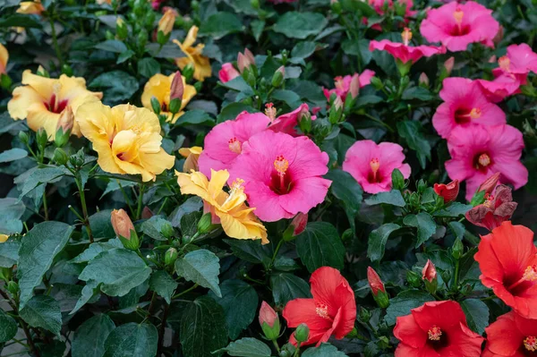 Muitas Plantas Tropicais Exóticas Diferentes Jardim Flores Coloridas Hibiscus Para — Fotografia de Stock