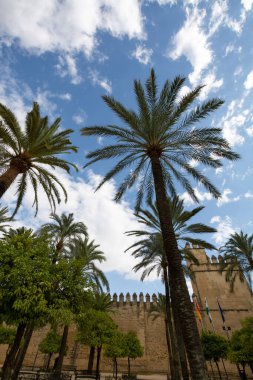 Cordoba ve parmesan ağaçlarının eski kısımlarında yürüyorum, Endülüs, İspanya