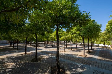 Jerez de la Frontera 'nın eski kısımlarında yürümek, Şeri şarabı yapmak, Endülüs, İspanya yazın
