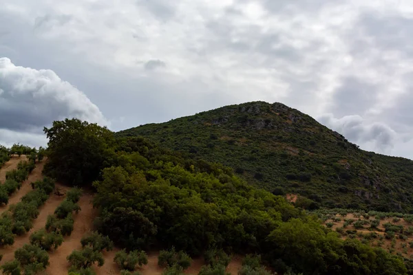 Andalusische Landschap Met Gele Heuvels Groene Olijfbomen Plantages Spanje — Stockfoto