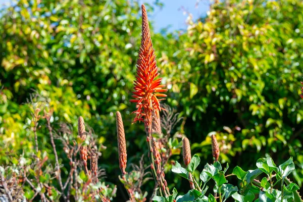 Fioritura Variopinta Della Pianta Aloe Vera Sull Isola Tropicale Palma — Foto Stock