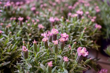 Bahçe dükkanında satılık bahçe çiçekleri, baharda bahçe işleri için uzun ömürlü lavanta çiçekleri