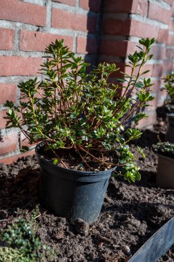 Bahçe yenileme çalışmaları devam ediyor. Baharda ekime hazır yeni yeşil santraller.