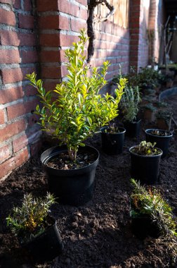 Bahçe yenileme çalışmaları devam ediyor. Baharda ekime hazır yeni yeşil santraller.