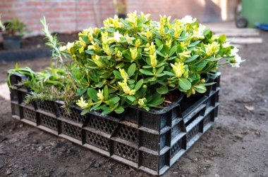 Bahçe yenileme çalışmaları devam ediyor. Baharda ekime hazır yeni yeşil santraller.