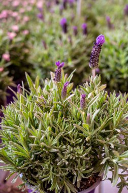 Bahçe dükkanında satılık bahçe çiçekleri, baharda bahçe işleri için uzun ömürlü lavanta çiçekleri
