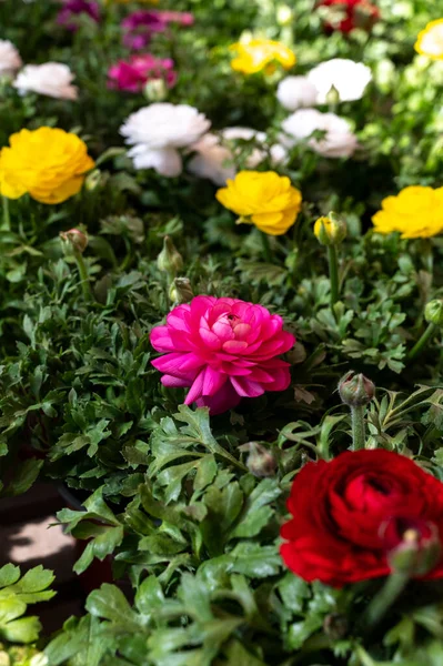 Барвисті Весняні Квіти Ранункулюса Горщиках Продажу Садовому Магазині Квітковий Фон — стокове фото
