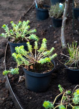 Bahçe yenileme çalışmaları devam ediyor. Baharda ekime hazır yeni yeşil santraller.