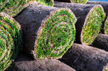 Tatlı serenadı Brüle, üzerinde kahverengi şeker var.