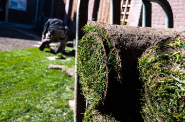 Bahçede doğal yeşil çimenler, yeşil çimenler ve baharda bahçe yenileme işleri.