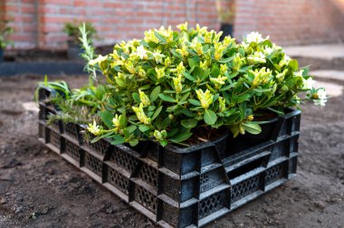 Bahçe yenileme çalışmaları devam ediyor. Baharda ekime hazır yeni yeşil santraller.