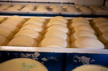 Parma, İtalya 'da küçük bir peynir çiftliğinde parmesanlı parmesan peyniri yapma süreci. 20-25 gün tuz emmek için tuzlu su banyosu yapan tekerlekler.