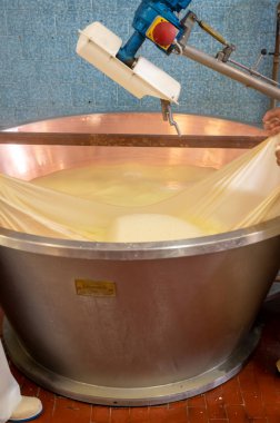 Parma, Reggio-Emilia, İtalya 'daki küçük peynir çiftliğinde parmesanlı parmesan peynirin inek sütünden yapılmış geleneksel bir işlem.