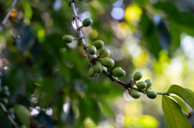 Arabika kahve ağacı olgunlaşmış kahve kirazları tarlada çilekler, kahve çekirdekleri üretimi