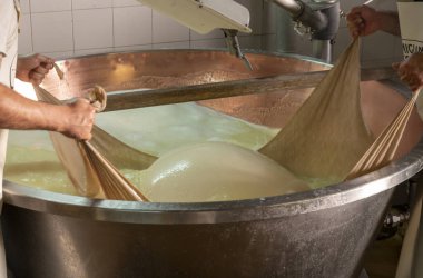 Parma, Reggio-Emilia, İtalya 'daki küçük peynir çiftliğinde parmesanlı parmesan peynirin inek sütü tekerleklerinden yapılan geleneksel işlem.