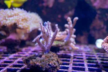 Su altındaki mercan tarlalarında farklı mercanların yetiştirilmesi, büyüyen mercanlar.