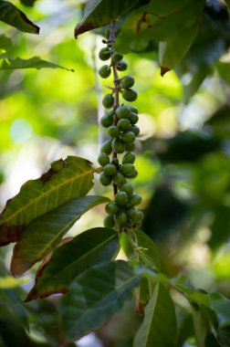Arabika kahve ağacı olgunlaşmış kahve kirazları tarlada çilekler, kahve çekirdekleri üretimi