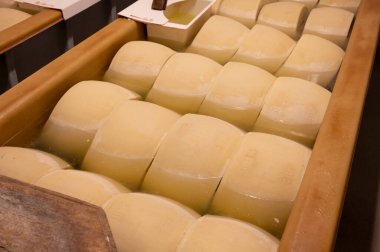 Parma, İtalya 'da küçük bir peynir çiftliğinde parmesanlı parmesan peyniri yapma süreci. 20-25 gün tuz emmek için tuzlu su banyosu yapan tekerlekler.