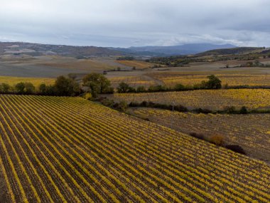 Şarap yakınlarındaki Sangiovese üzüm bağlarının üzerinde uçan drone 'lar Montalcino, Toskana kasabasını hasattan sonra sıra sıra üzüm bitkileri, İtalya