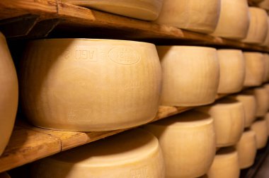 Parma, İtalya 'daki küçük peynir çiftliğinde parmegiano-reggiano parmesan peyniri pişirme süreci, peynir tekerlerinin yaşlandırılması için 5 yıla kadar fabrika olgunlaşma odası
