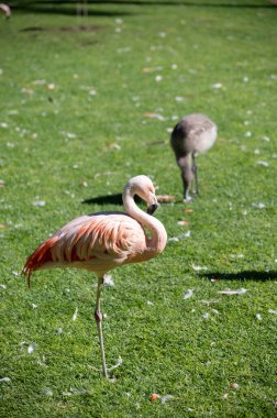 Yeşil çimlerde pembe flamingo egzotik kuşlar kolonisi