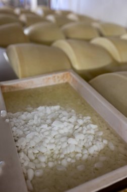 Parma, İtalya 'da küçük bir peynir çiftliğinde parmesanlı parmesan peyniri yapma süreci. 20-25 gün tuz emmek için tuzlu su banyosu yapan tekerlekler.