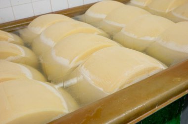 Parma, İtalya 'da küçük bir peynir çiftliğinde parmesanlı parmesan peyniri yapma süreci. 20-25 gün tuz emmek için tuzlu su banyosu yapan tekerlekler.