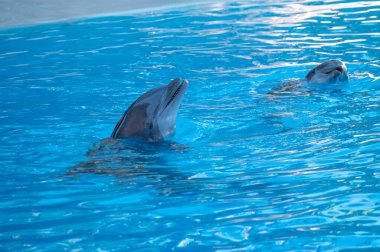 Eğitimli deniz hayvanları yunusları su gösterisinde turistlerin önünde mavi havuzda gösteri yapıyorlar.